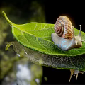 Reptile Resting On Green Leaf With Calm Water Reflection In Natural Habitat