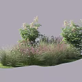 Decorative Shrubs With Flower Spikes And Ornamental Grasses In Garden Landscape