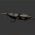 Stag Beetle With Large Prominent Horn And Dark Body Displayed On Gray Background