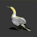 White Bird With Yellow Head Green Beak And Open Mouth Standing On Base