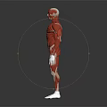 Human Organ Muscle Anatomy 3D Model Showing Detailed Body Structures