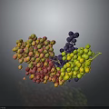Colorful Grapes Bunch with Red Yellow Green and Purple Fruits on Dark Background
