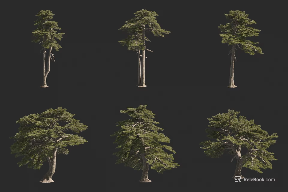 Different Types of Trees Showing Various Natural Shapes and Forms 3d model 