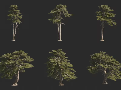 Different Types of Trees Showing Various Natural Shapes and Forms 3d model