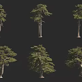 Different Types of Trees Showing Various Natural Shapes and Forms