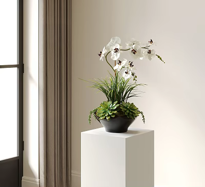 White Orchids in Black Vase with Green Succulents on White Pedestal by Window with Curtains 3d model