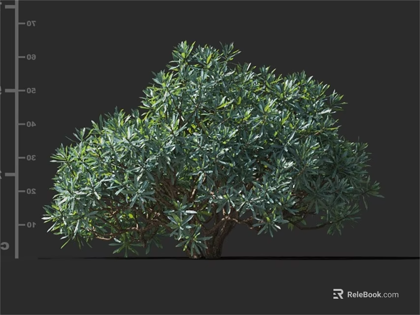 Evergreen Tree With Lush Green Foliage And Rounded Canopy Detailed 3d model