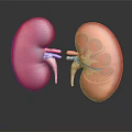 Human Kidneys Anatomical Structure Showing Internal Details And Blood Vessels