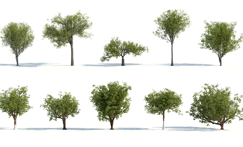 The Modern Tree 3d model