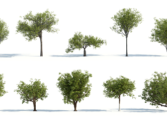 The Modern Tree 3d model