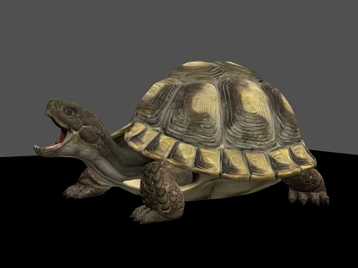 Reptile Tortoise Showing Open Mouth And Hard Shell With Brown Yellow Pattern 3d model