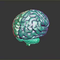 Advanced Medical Device 3D Brain Anatomical Model for Neuroscience Research and Training