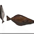 Two Fish With Brown And White Color Patterns On White Background
