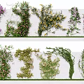 Various Climbing Vines With Purple Yellow Pink Flowers And Green Leaves On White Wall