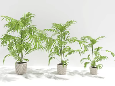 Bonsai Potted Plants with Green Palm Leaves in Woven Pots for Indoor Decor 3d model