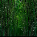 Tall Green Bamboo Forest with Lush Canopy and Sunlight Filtering Through Leaves