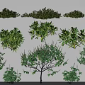 Various Types of Garden Shrubs with Green Foliage and Lush Dense Leaves