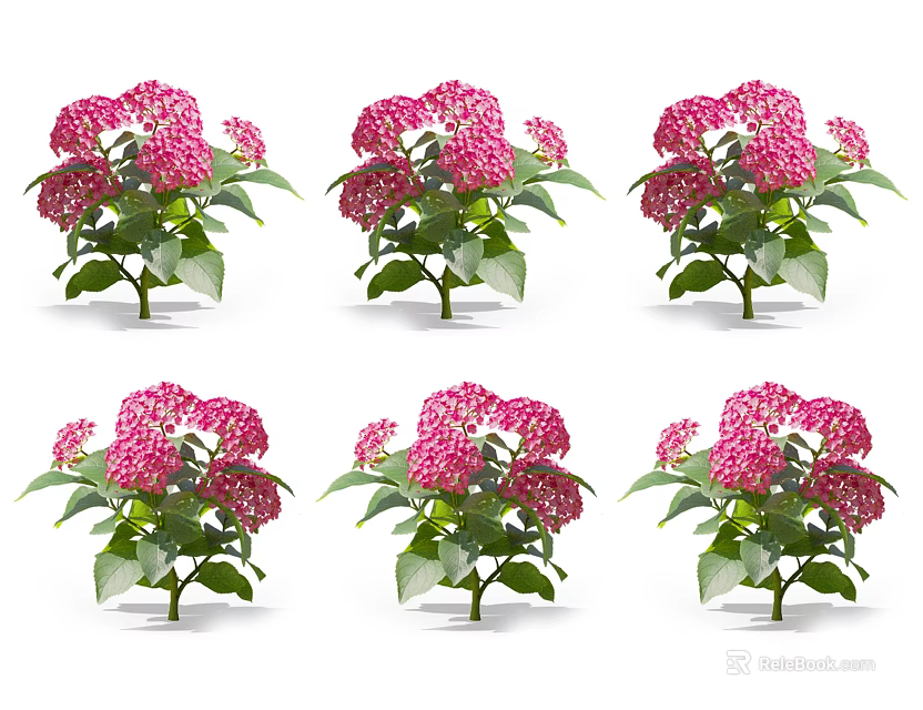 Vibrant Pink Hydrangea Blooms With Lush Green Leaves In Multiple Arrangements 3d model 