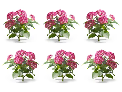 Vibrant Pink Hydrangea Blooms With Lush Green Leaves In Multiple Arrangements 3d model