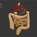 Realistic 3D Anatomical Model of Human Liver and Intestines for Medical Study