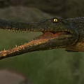 Large Crocodile with Open Mouth Sharp Teeth and Yellow Eyes in Natural Green Habitat