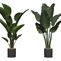 Lush Potted Plants With Large Green Leaves In Gray Pots Against White Background