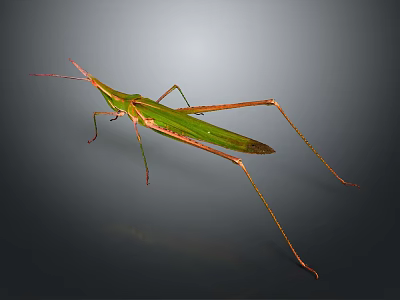 Green Grasshopper With Long Legs And Leaf Shaped Body On Dark Background 3d model