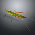 Green Grasshopper With Long Legs And Leaf Shaped Body On Dark Background
