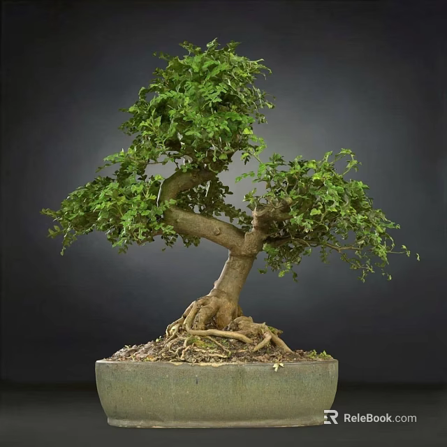 Beautiful Bonsai Plant With Exposed Roots Lush Green Leaves In Square Pot 3d model 