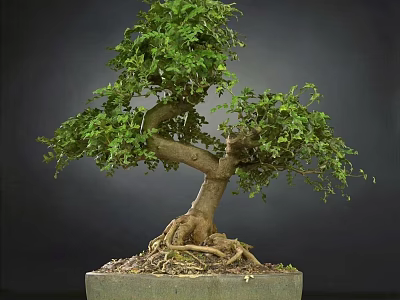Beautiful Bonsai Plant With Exposed Roots Lush Green Leaves In Square Pot 3d model