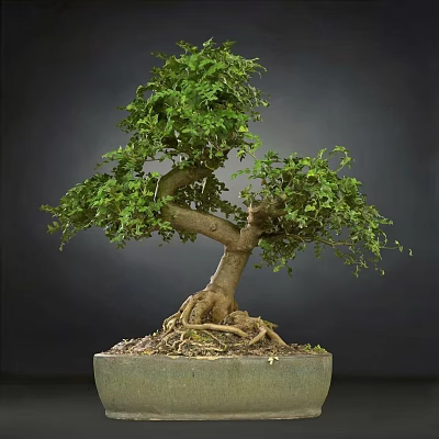 Beautiful Bonsai Plant With Exposed Roots Lush Green Leaves In Square Pot 3d model
