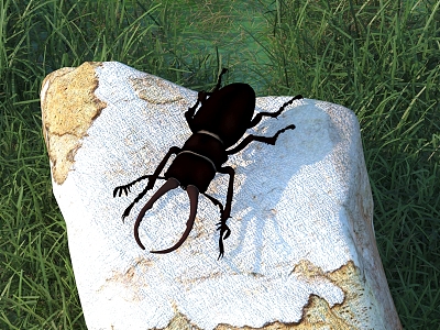 beetle animal insect 3d model