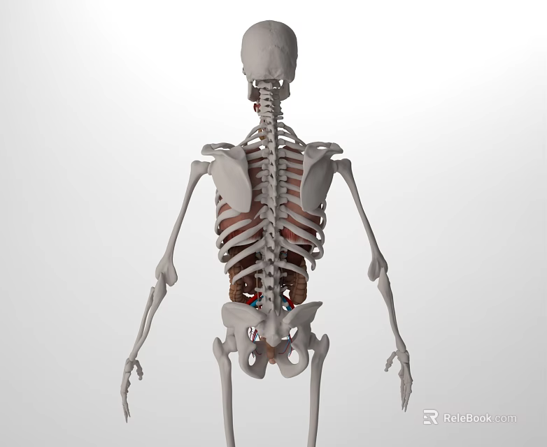Human Head Organs Anatomical Structure 3D Model Detailed Medical View Illustration 3d model 