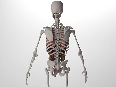 Human Head Organs Anatomical Structure 3D Model Detailed Medical View Illustration 3d model