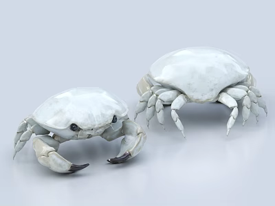 Two White Crabs with Detailed Legs and Claws on Light Gray Surface 3d model