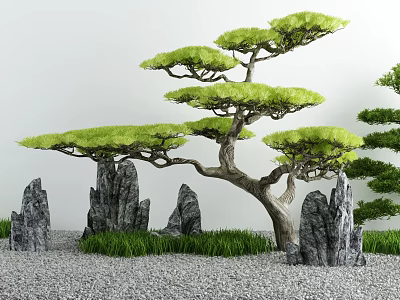 Courtyard Garden Design Featuring Styled Pine Tree Gray Rocks And Gravel Ground With Green Grass 3d model