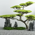 Courtyard Garden Design Featuring Styled Pine Tree Gray Rocks And Gravel Ground With Green Grass
