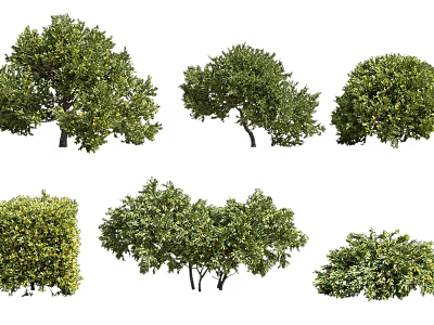 Modern Shrub Shrub Plant 3d model