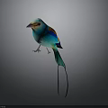 Colorful Blue Bird with Orange and Brown Wings Long Tail on Gray Background