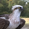 Brown And White Eagle With Yellow Eyes And Sharp Talons Standing On Grassland