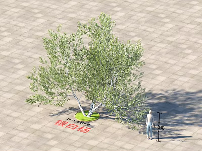 Silver Poplar Tree 14 Meters Tall With Person Standing Beside On Paved Ground 3d model