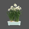 Elegant Fresh Blooming White Flowers with Green Long Leaves in Light Blue Rectangular Planter