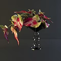 Colorful Plants with Red and Green Variegated Leaves Arranged in Black Transparent Glass Vase