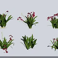 Beautiful Green Plants With Pink Flowers In Different Arrangement Angles