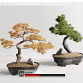 Two Bonsai Trees with Yellow and Green Foliage in Black Pots with Sand and Stones