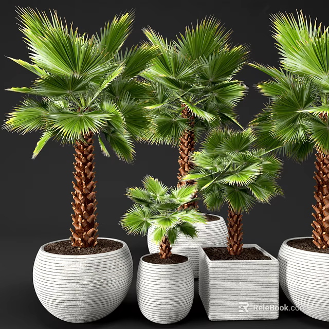 Potted Palm Plants With Green Fronds Brown Trunks In White Woven And Square Pots 3d model 