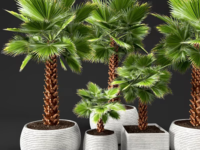 Potted Palm Plants With Green Fronds Brown Trunks In White Woven And Square Pots 3d model