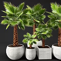 Potted Palm Plants With Green Fronds Brown Trunks In White Woven And Square Pots
