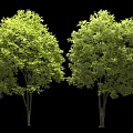 Two Lush Green Trees with Dense Foliage and Dark Trunks Isolated on Black Background