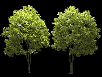Two Lush Green Trees with Dense Foliage and Dark Trunks Isolated on Black Background 3d model